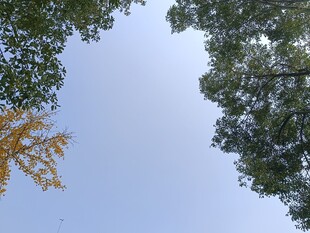 仰望林间蓝天与枝叶