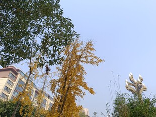 秋日银杏与周边景致