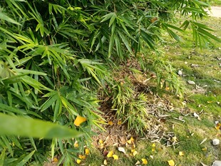 竹林下的野花与绿植