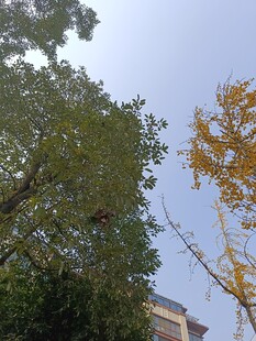 秋日树梢与蓝天景致