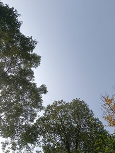 仰视葱郁树木与蓝天