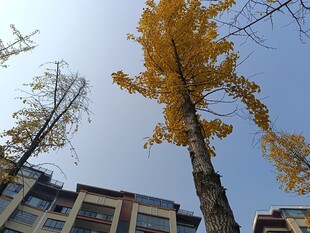 秋日银杏与楼宇美景