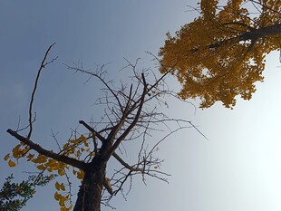 枯树旁的金黄银杏枝叶