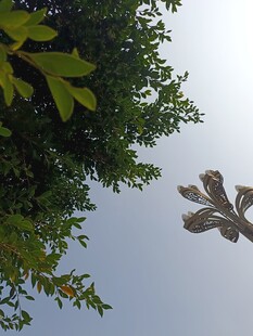 树叶与路灯的天空景致