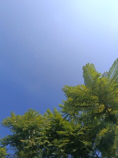 蓝天绿树间的清新景致