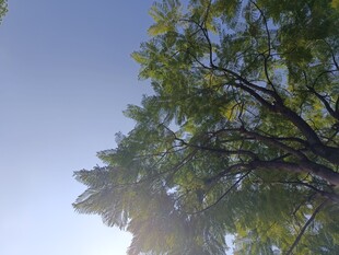 仰视绿树蓝天美景