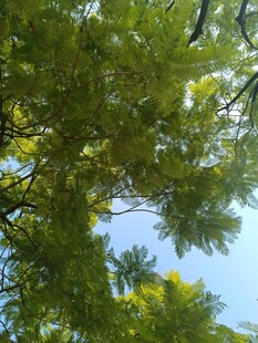 仰视翠绿繁茂的树枝树冠