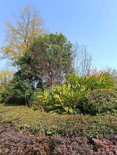 秋日户外繁茂绿植景观