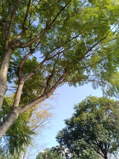 仰视葱郁绿树蓝天景象