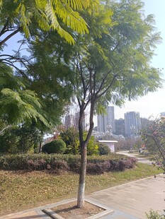 城市中绿树成荫的步道