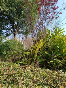 户外繁茂绿植景观