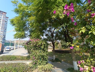 城市中繁花绿树的小径