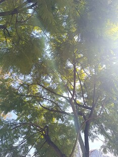 阳光透过枝叶洒下的美景