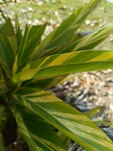 翠绿叶片的植物特写