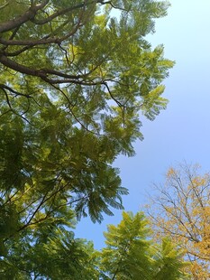 仰望葱郁树冠与蓝天