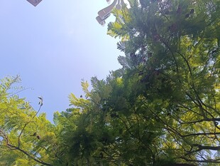 仰视葱郁树冠蓝天美景