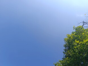 蓝天绿树间的清新景致