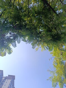 仰视葱郁树木与蓝天