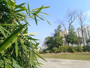 户外竹林旁的开阔景致