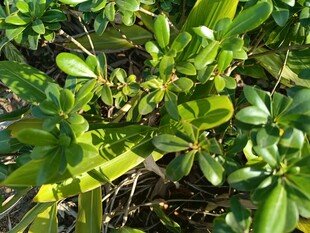 翠绿繁茂的绿植景观