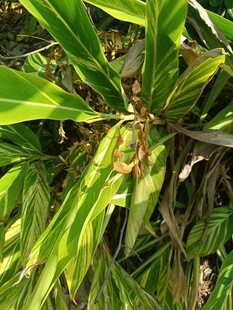 翠绿叶片间的植物特写