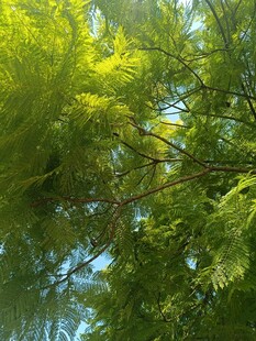 仰视葱郁繁茂的绿树