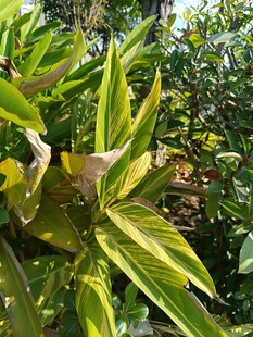 黄绿相间的斑斓绿植