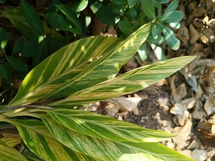 黄绿条纹叶片植物特写