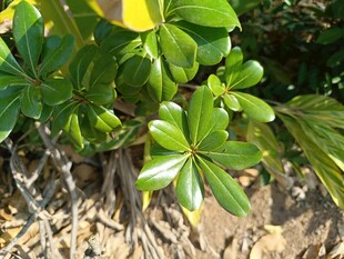 绿叶繁茂的地面植物