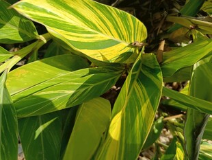 黄绿相间叶片特写