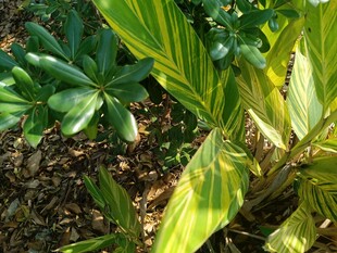 多彩斑斓的绿植景观