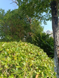 绿叶繁茂的户外植物景观