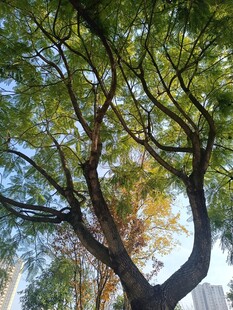 繁茂大树展现自然之美