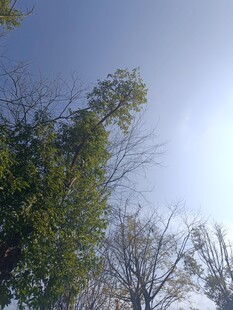 仰视葱郁树木与蓝天