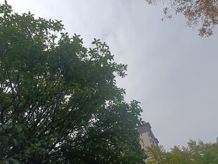 绿树掩映中的建筑一角