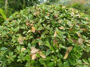 绿叶繁茂的灌木丛