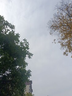 阴天中的树木景观