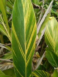 黄绿条纹叶片植物特写