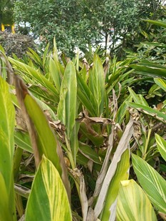 翠绿斑斓的热带植物景观