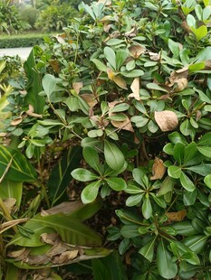 绿叶丛中的果实