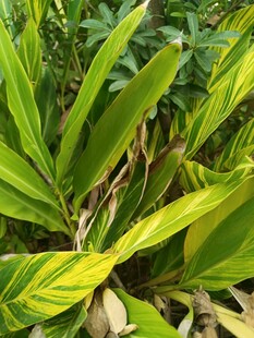 翠绿斑斓的热带植物叶片