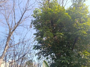 阳光下的绿树与蓝天