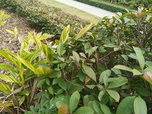 绿叶繁茂的植物景观