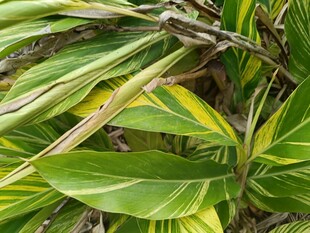 翠绿斑斓的热带植物叶片