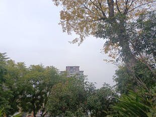 秋日树林中的朦胧景致