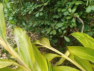 绿叶繁茂的自然植物景观