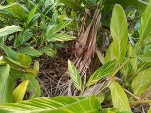 绿叶丛中的枯木