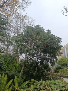 园林绿植景观图