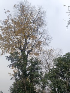 秋日挺拔树木景观