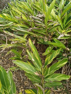 翠绿条纹叶片的植物